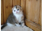 Восхитительные шотландские котята
